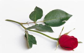 rosa.jpg